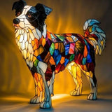 Collie Featuring Unique Border Characteristics